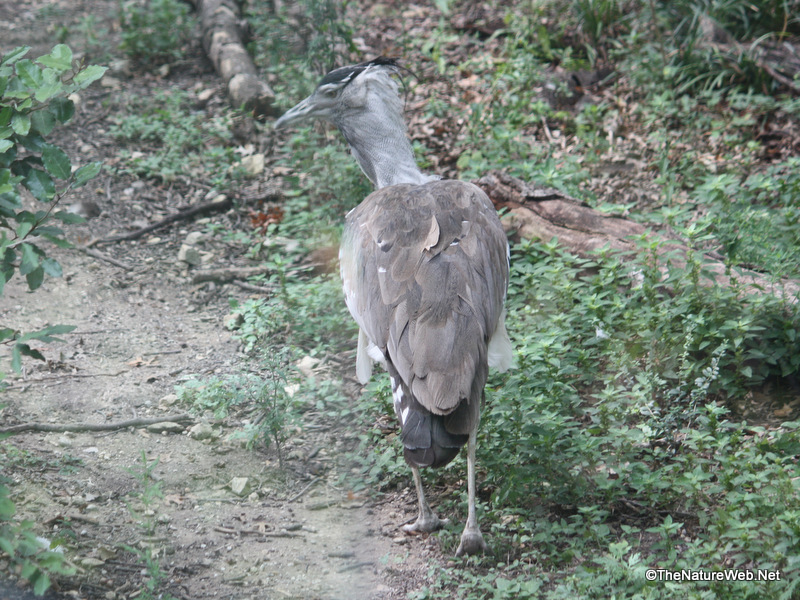 Upland Ground Birds